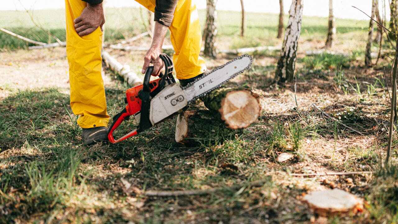 Best Tree Branch Trimming  in Brooksville, FL